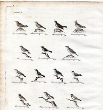 GRAVURE XVIIIe /  OISEAUX CHANTEURS rossignol, fauvette, tarin, mésange,cochevin