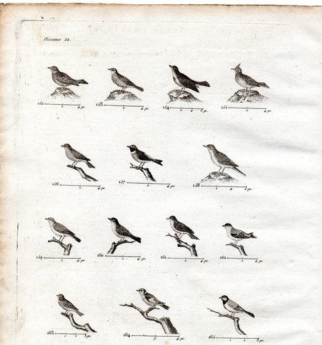 Gravure xviiie oiseaux - xviiie,
