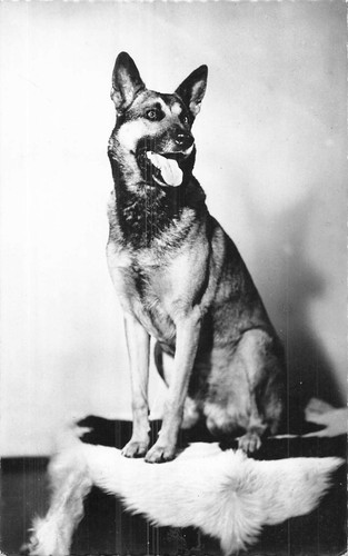 German shepherd dog - german,