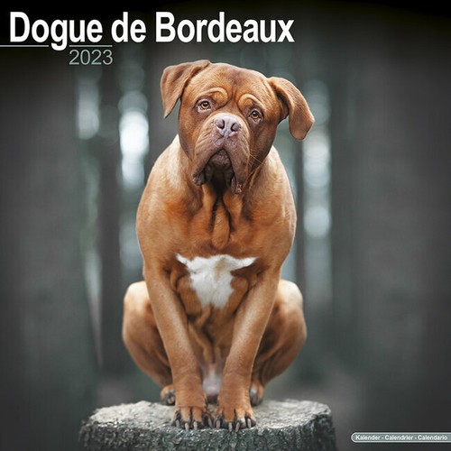 Calendrier 2023 dogue - dogue, de