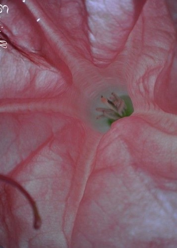 Datura brugmensia - ♫,