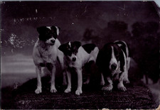 Curt & Co, Deux Jack Russels
