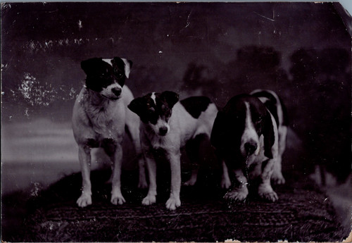 Curt deux jack russels - &, co,