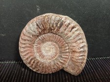Ammonite Grammoceras