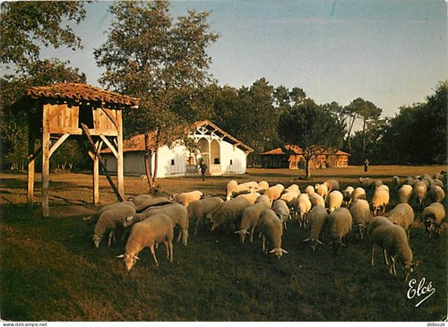 Carte postale animaux - carte,