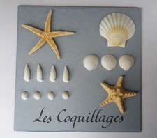 Décoration murale   Coquillages   et étoiles de mer sur bois