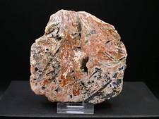 AGATE POLIE - STEIGERBERG