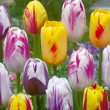 10 bulbes de Tulipes Rembrandt
