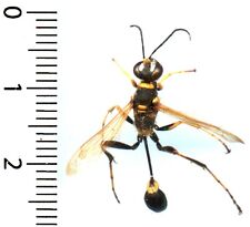 (rare) Wasp / Wasp - SCELIPHRON CAMENTARIUM - entomology. insect 1619O.
