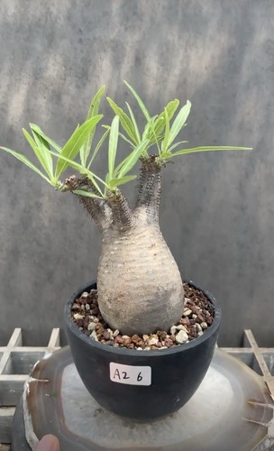 Pachypodium rosulatum var