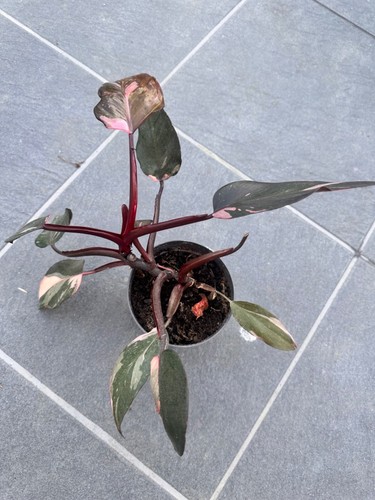 Philodendron pink princesse - pink,