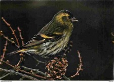 Carte Postale - Animaux -