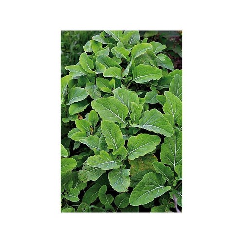 Chou perpetuel daubenton lot - chou,