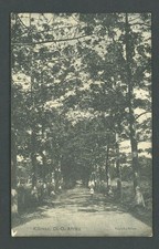 Carte postale allemande Afrique de l'Est, Kilossa Kapok-Allee