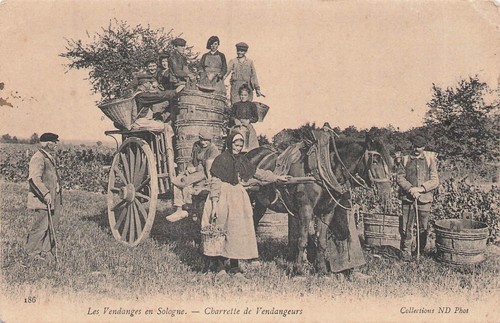 Sologne les vendanges - 41, en
