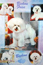 Papier Cadeau Bichon Frise