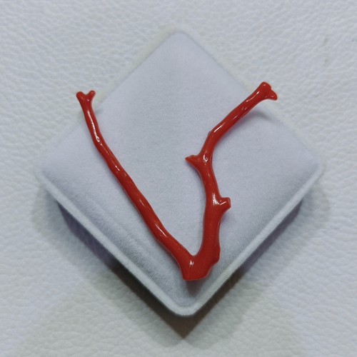 Véritable branche corail - véritable, de