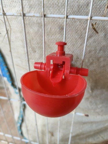 Abreuvoir volaille automatique - volaille,