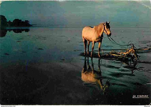 Postcard animals horses - -,