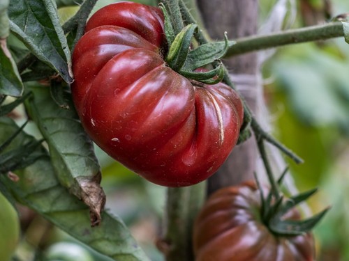 Graines tomate noir de - -,