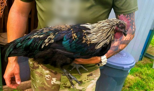 Rare ayam cemani rainbow - rare,