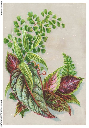 Bcvp3 0242 chromos fleurs - -,