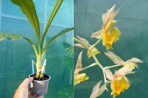 Catasetum fimbriatum