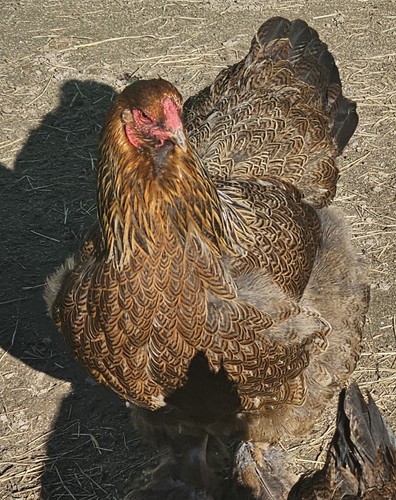 Partridge brahma hatching - ,