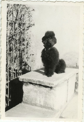 Photo ancienne vintage - ancienne,