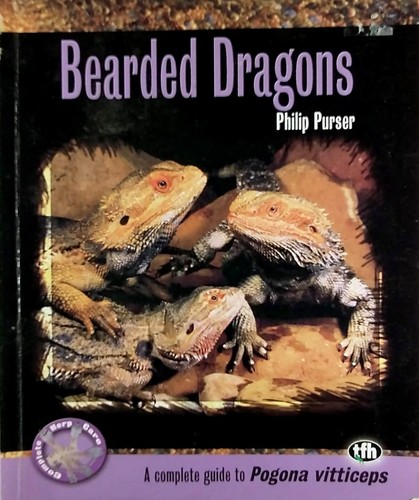 Bearded dragons pogona - bearded,