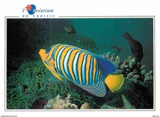 Animals - Fish - Aquarium de la Cote d'Amour du Croisic - Fish Angel Duke -