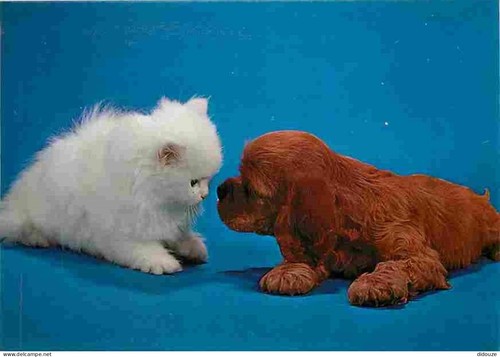 Carte postale animaux - animaux,