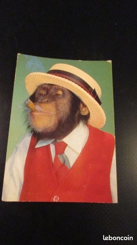 Carte pouet singe - pouet-pouet,