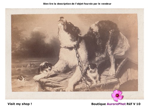Chiens chiots apeurés - chiots, par