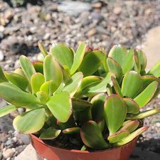 Crassula ovata 'Tricolor' Jade Plant Var.