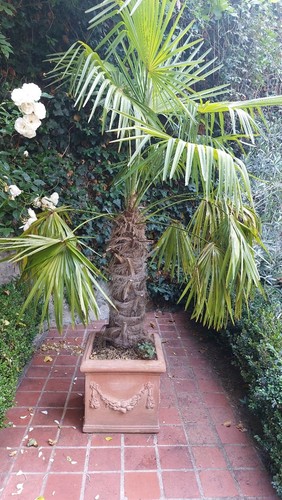 Grand palmier trachycarpus - grand,