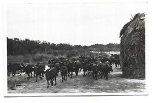 13  CAMARGUE  MANADE NOU DE LA
