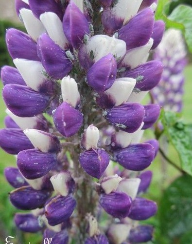 Lupin blancviolet - ♫, 'blancviolet