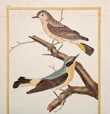 MARTINET, Le Vitrec ou Motteux