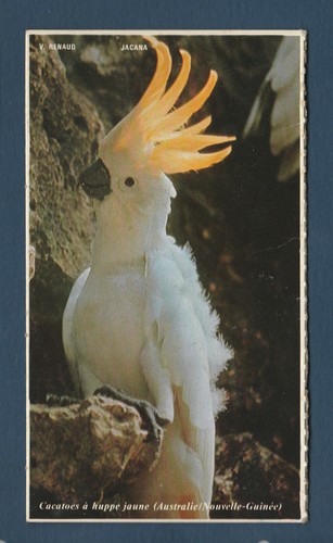 Photo sur carton jacana - photo,
