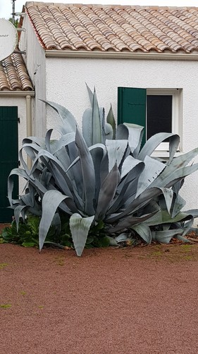 Agave americana - agave, /