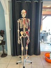 squelette anatomique