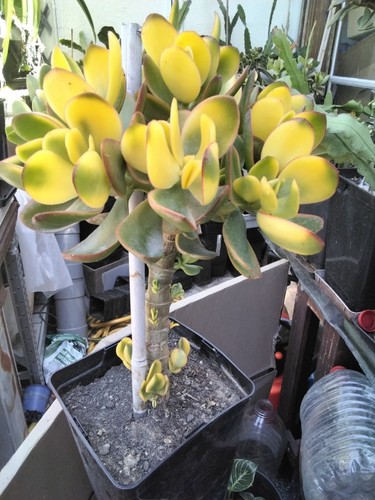 Crassula ovata maruba - crassula, "maruba"