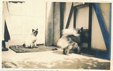 Vintage Siamese Type Cat Snapshot Cat Kitten Animal and Dog Dog Dog 