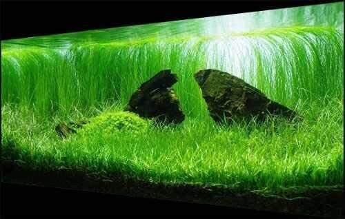 Lilaeopsis novae zelandiae - ,