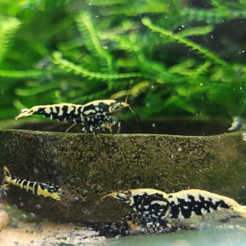 Lot crevettes galaxy - de, 10