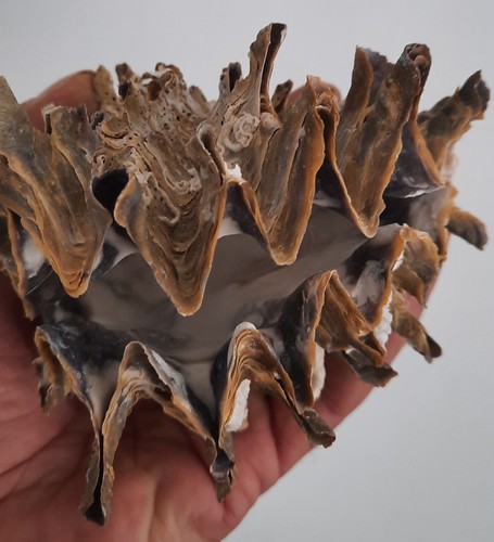 Curiosité taxidermie - curiosité,