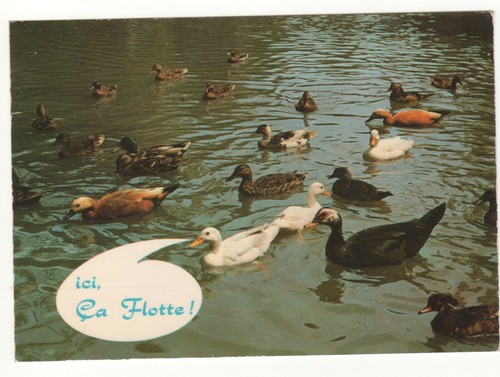 Carte postale humoristique - postale,