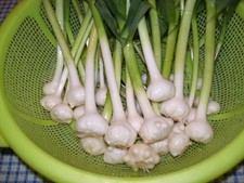 20  bulbilles de poireaux des