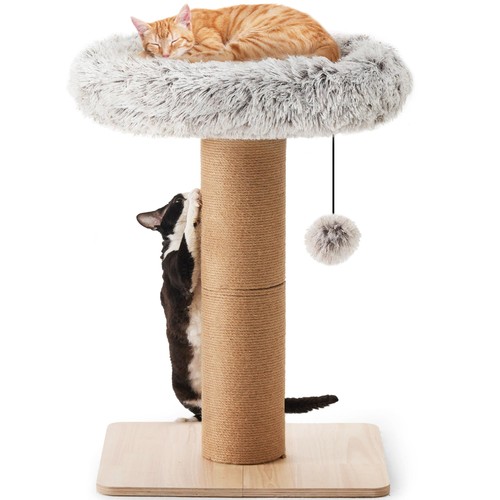 Arbre chat 2 - arbre, à